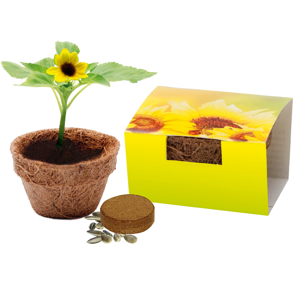 Coir pot | Eco promotional gift
